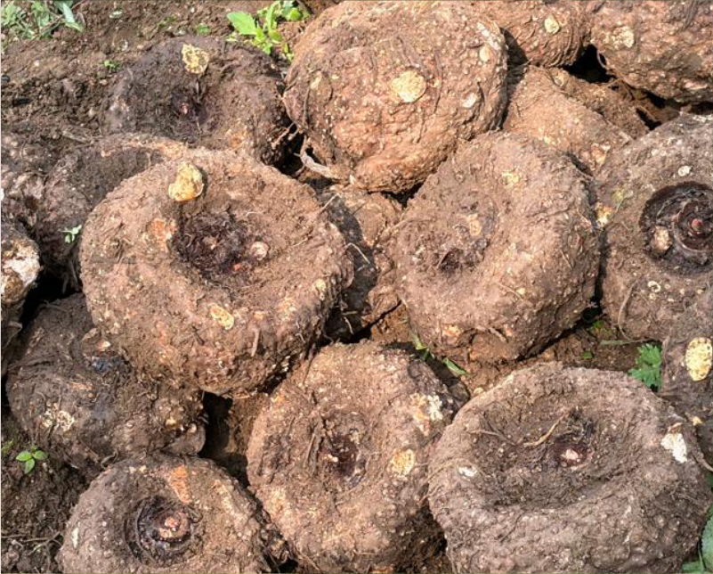 Elephant yam